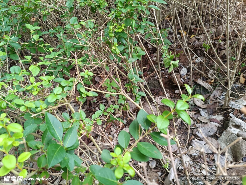 野外叢生植物與石塊景觀(guān)