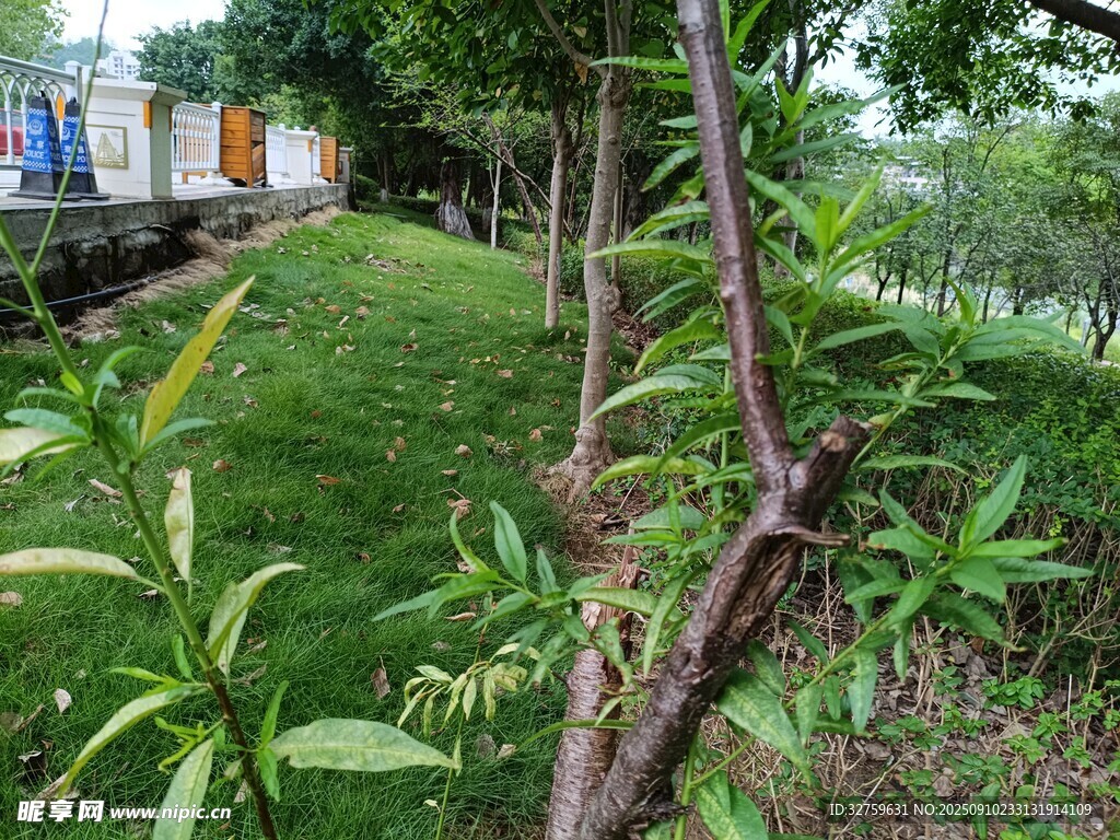 戶外綠植與樹(shù)枝景觀