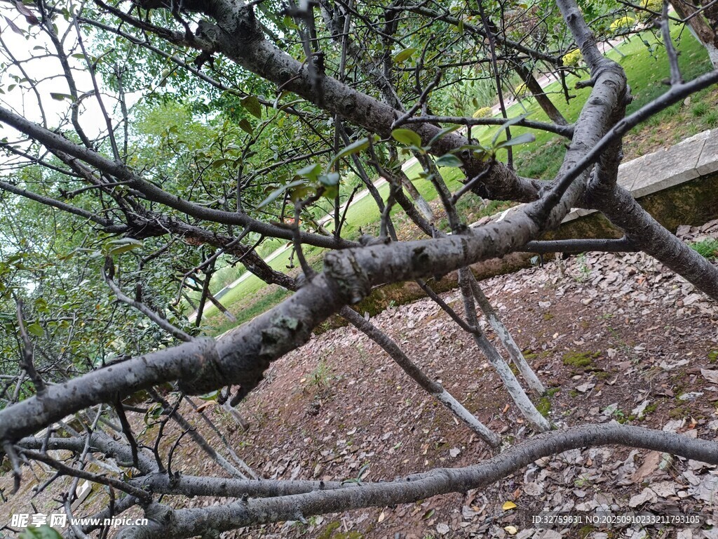 林間傾斜樹(shù)枝與地面景象