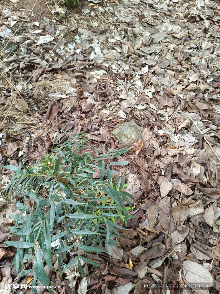 地面上的嫩綠植物