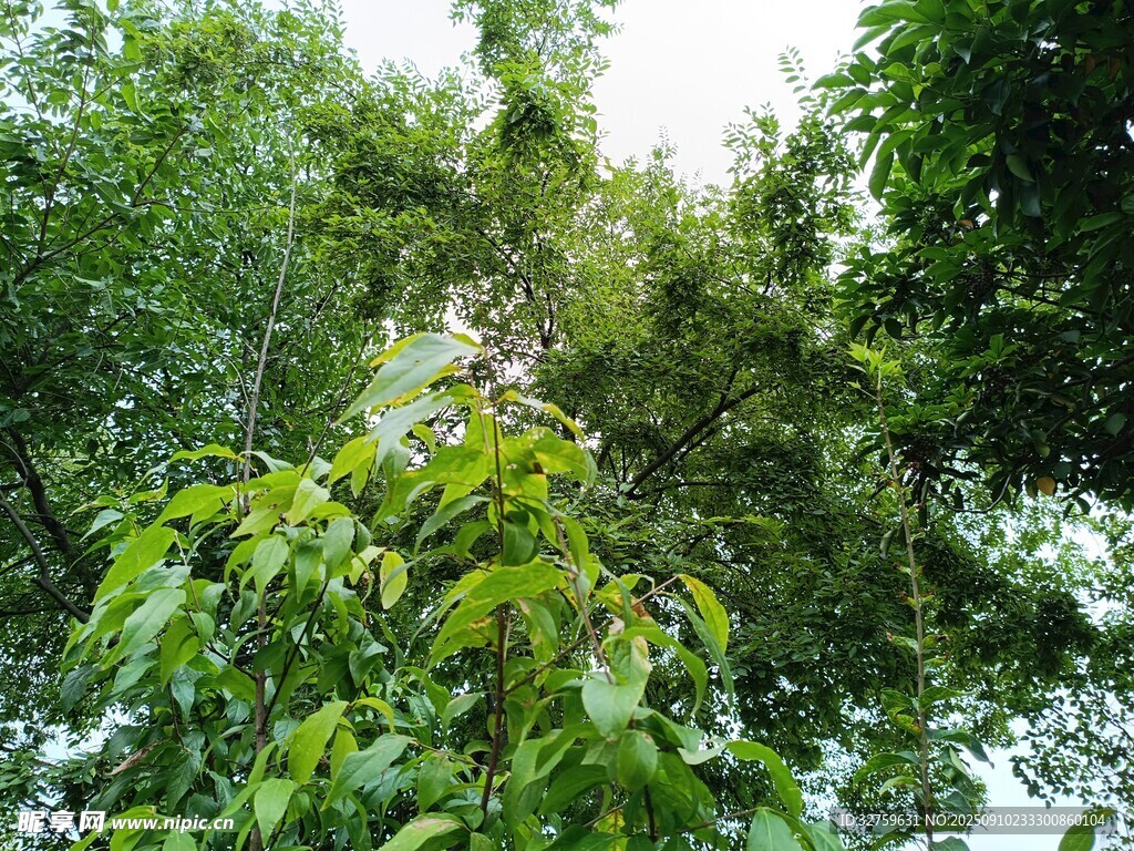 茂密叢林綠意盎然景象