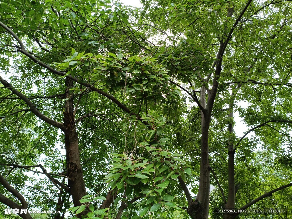繁茂綠樹展現(xiàn)盎然生機