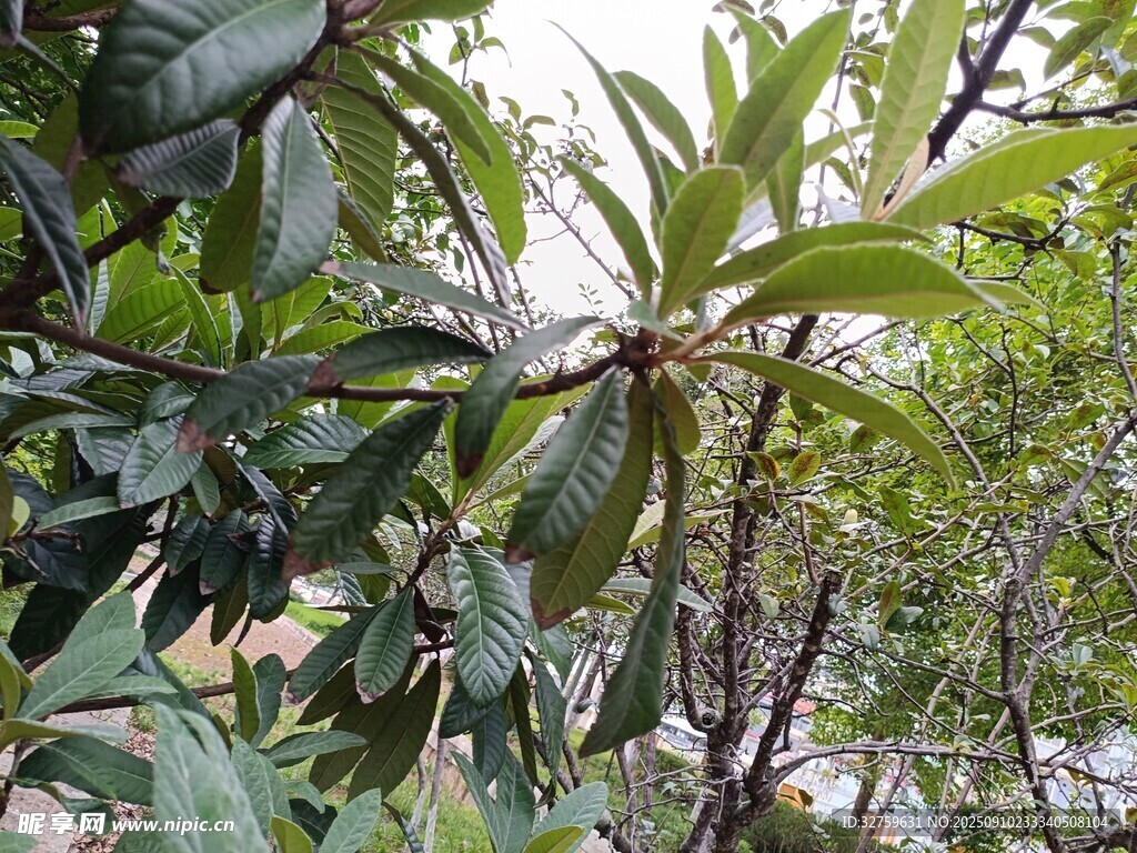 枝葉繁茂的綠色植物