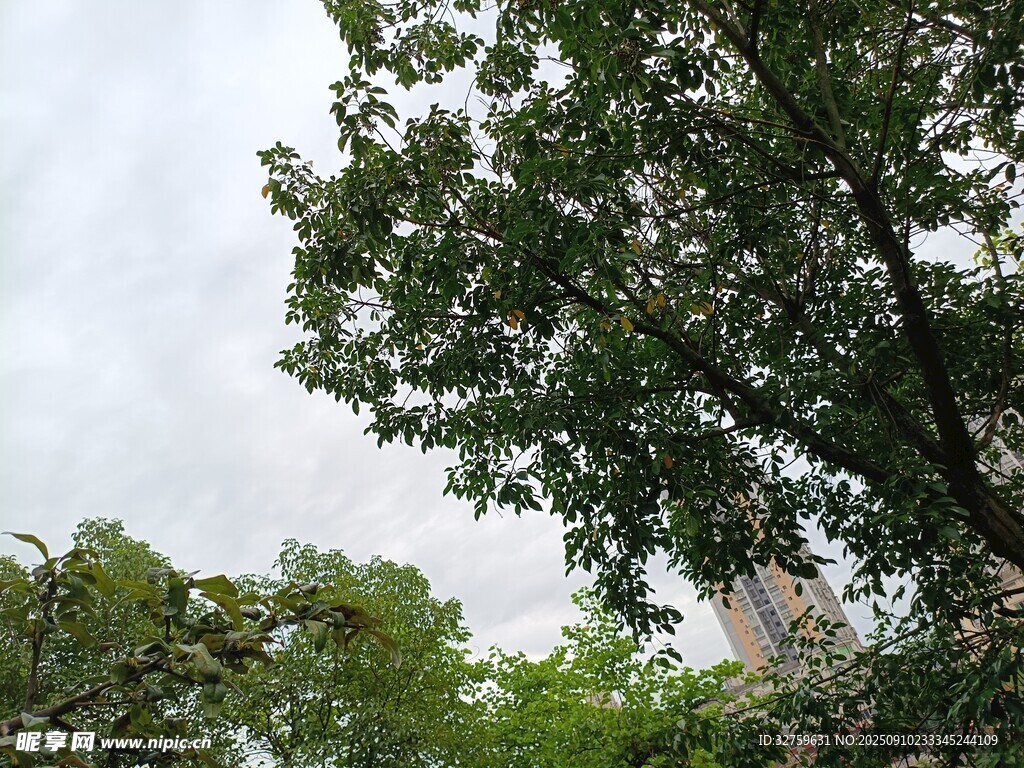 綠樹成蔭的自然景致