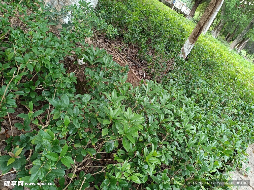 戶外綠植景觀