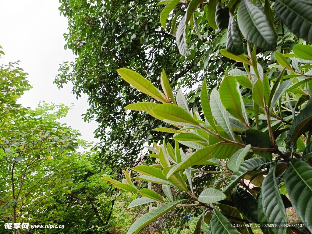 繁茂綠植展現(xiàn)自然生機