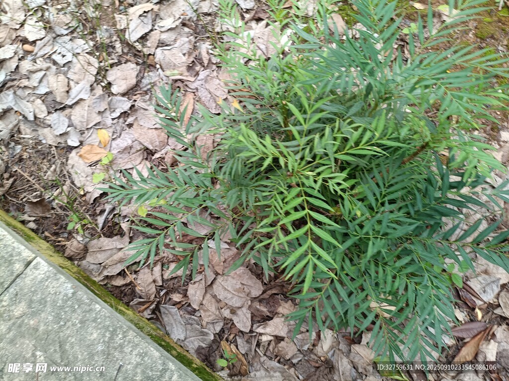 路邊的翠綠蕨類植物