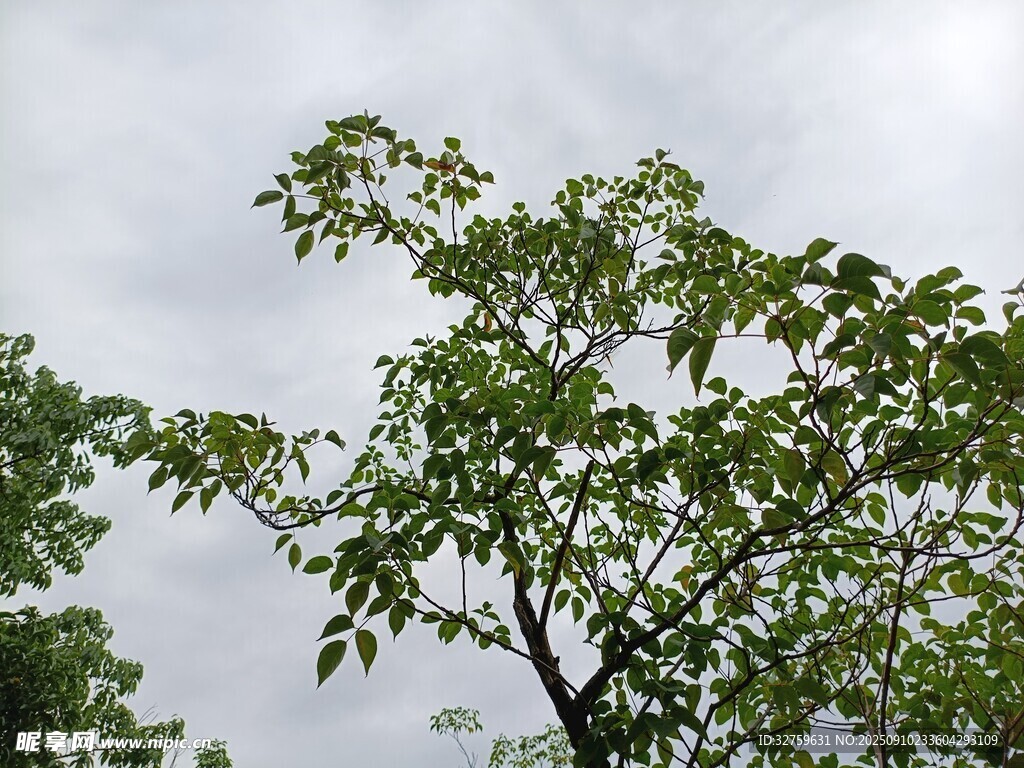 枝頭綠葉映灰白天空