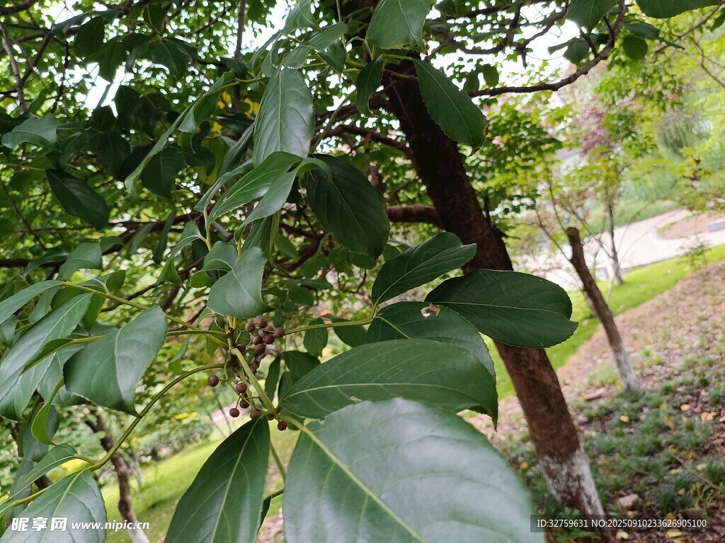 綠葉繁茂的樹(shù)木景象