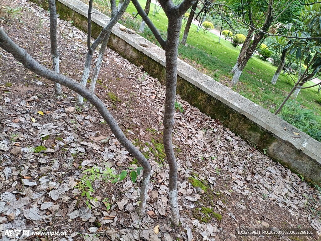 石墻邊的光禿樹枝景象