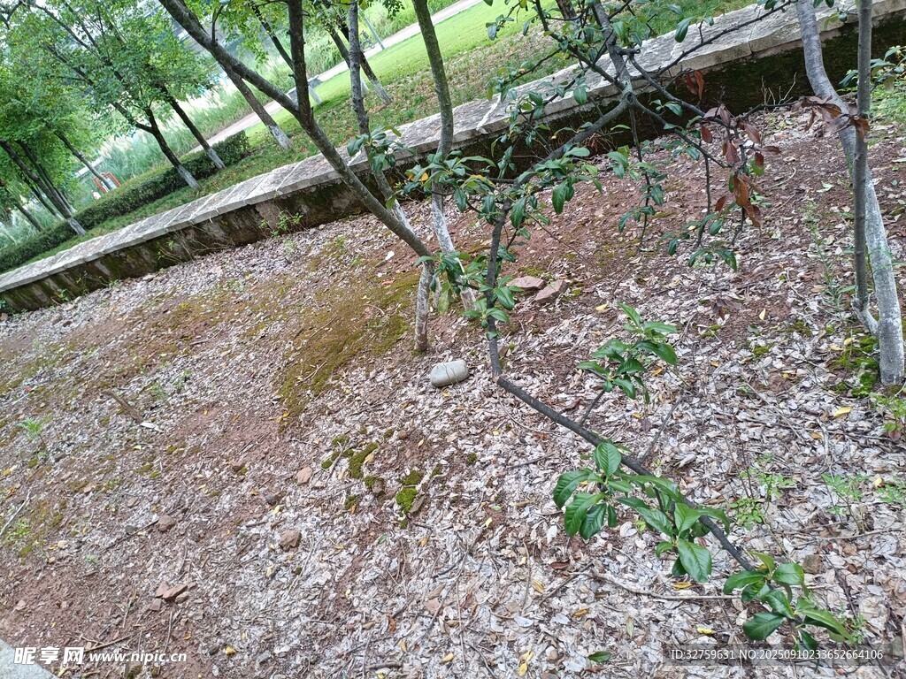 林間倒地樹干與散落枯葉