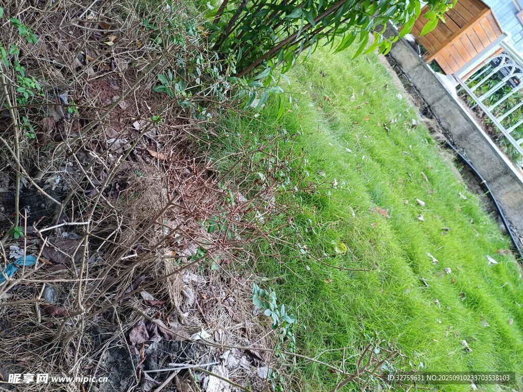 庭院草地與植被景觀