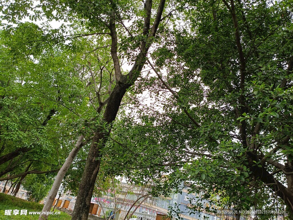 夏日綠蔭下的清新景致