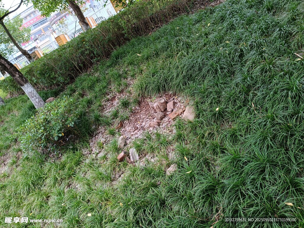 草地中的裸露泥土區(qū)域