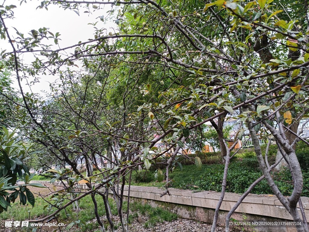春日園林樹木景觀