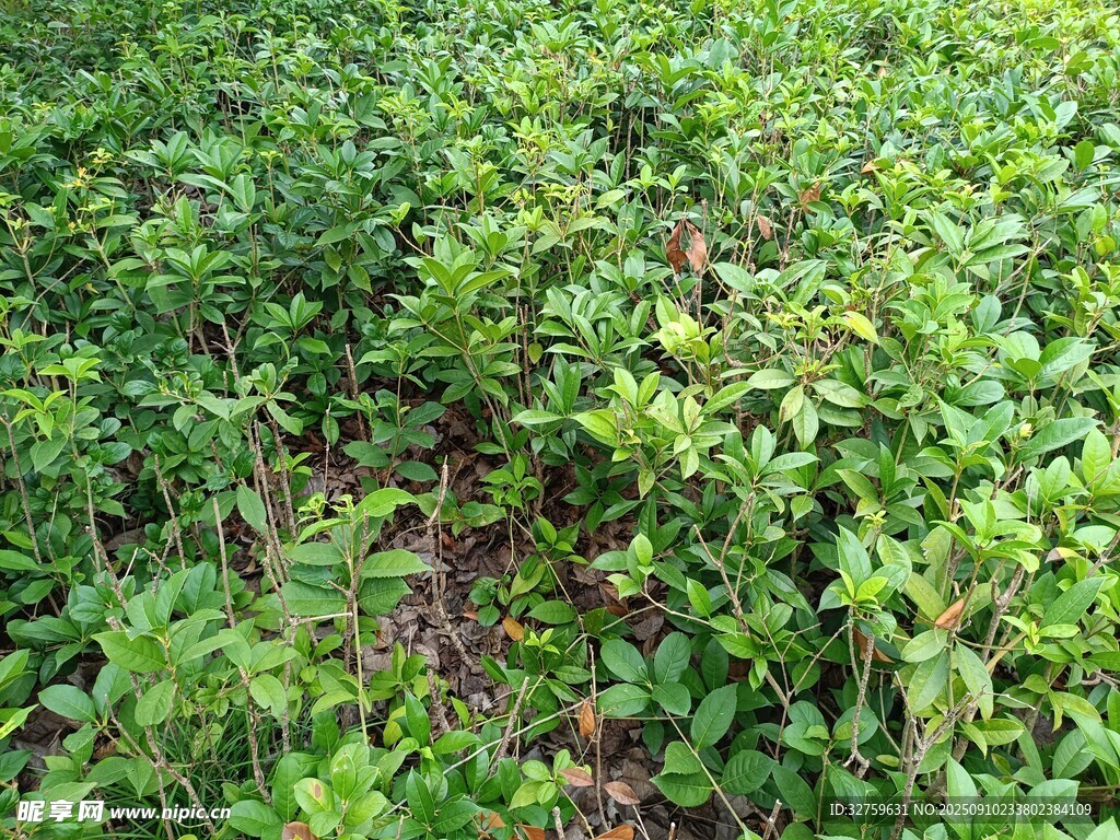 綠意盎然的茂密植物