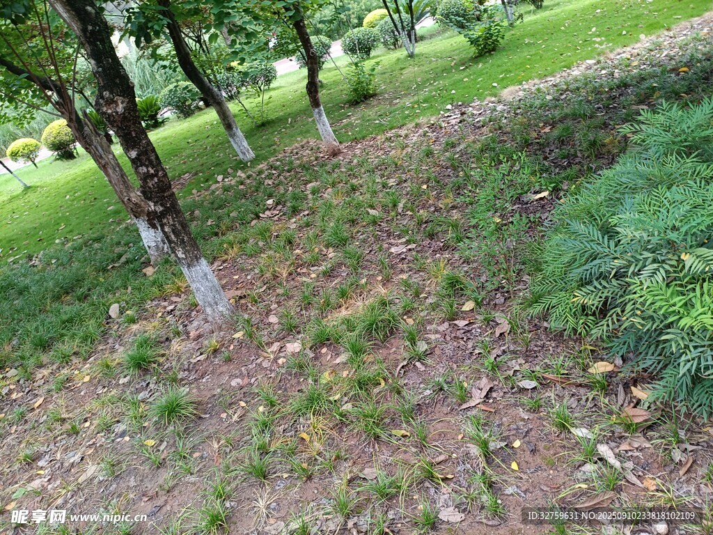 林間草地自然景致