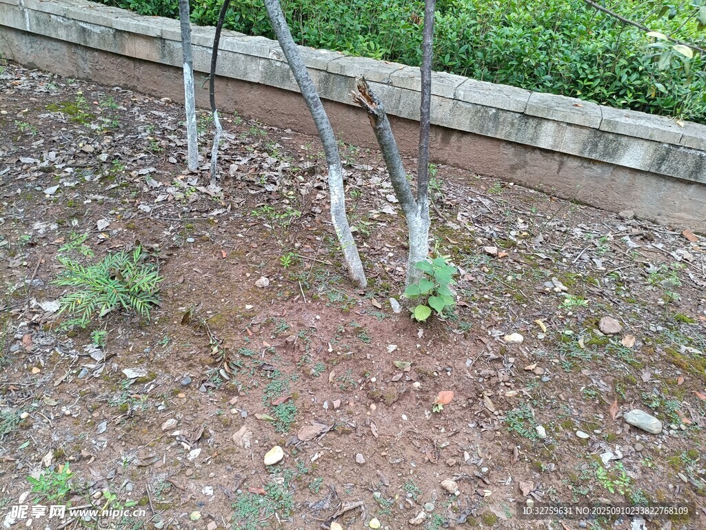 戶外樹木旁的泥土地面
