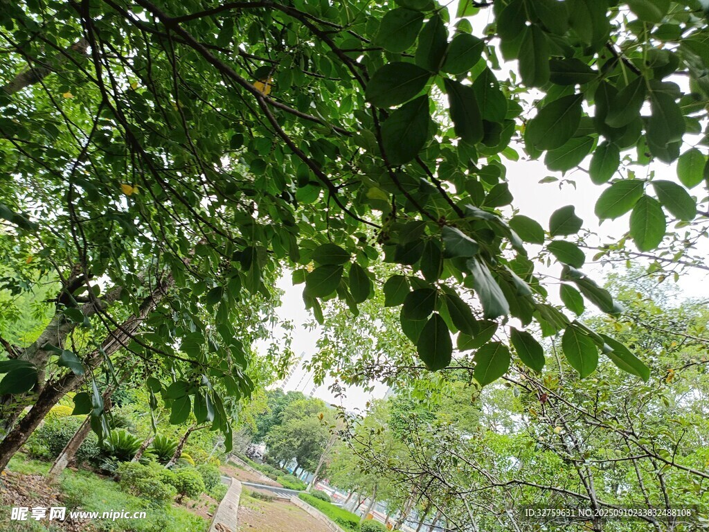 林間綠蔭小道 