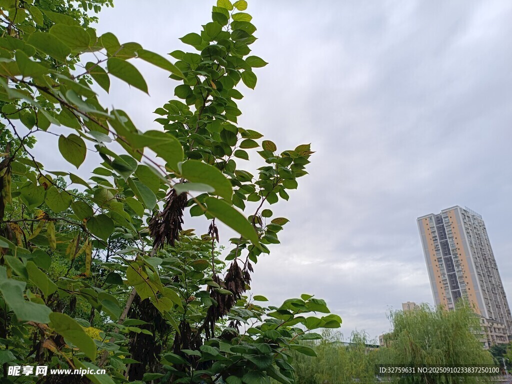 綠葉掩映下的城市高樓