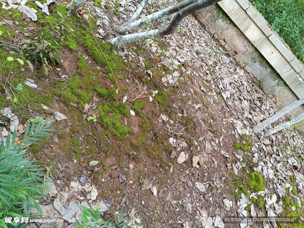 地面苔蘚與木質(zhì)結(jié)構(gòu)景觀