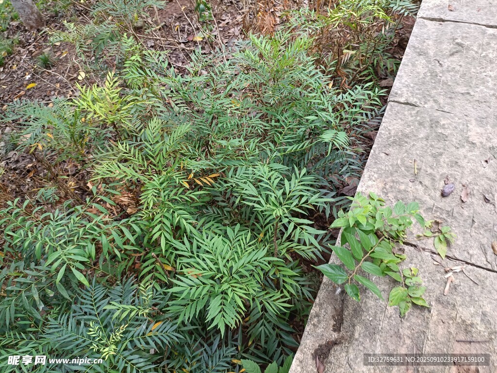 路邊嫩綠植物生機(jī)盎然