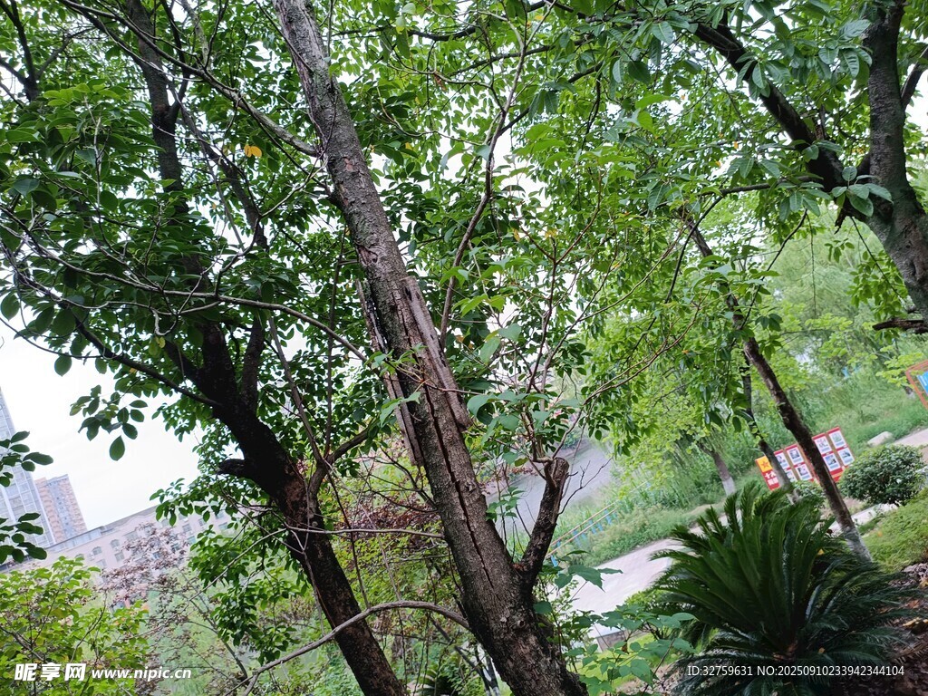 茂密樹林中的綠意景致
