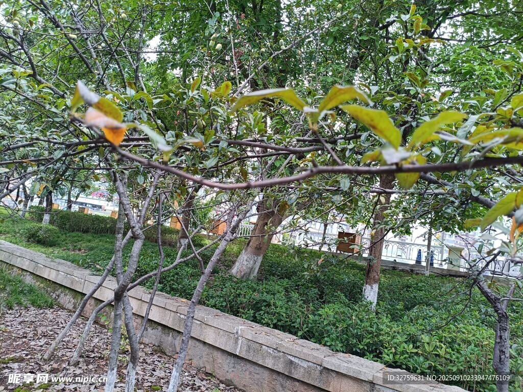 公園中繁茂枝葉的樹木