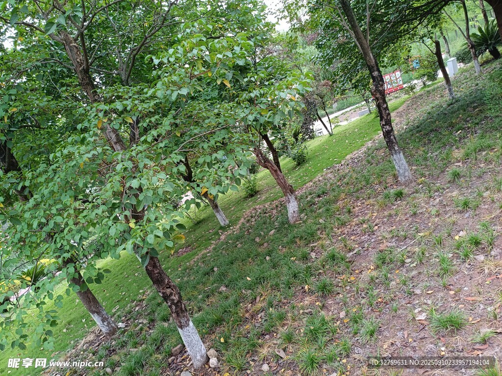 綠樹成蔭的林間景象