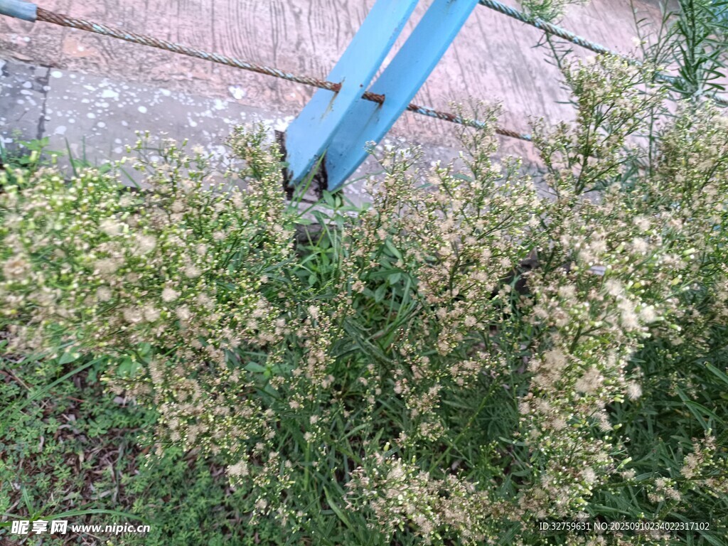 墻邊綠植特寫