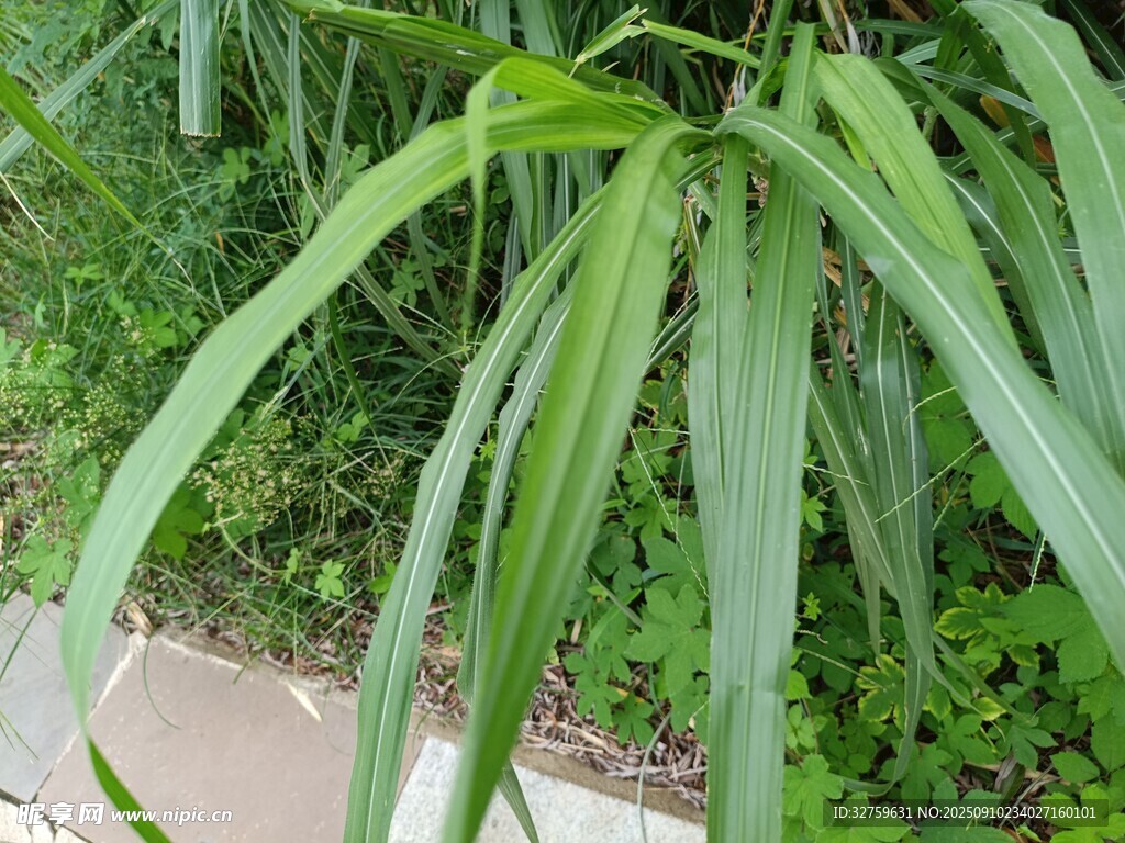細(xì)長(zhǎng)綠葉植物特寫(xiě)