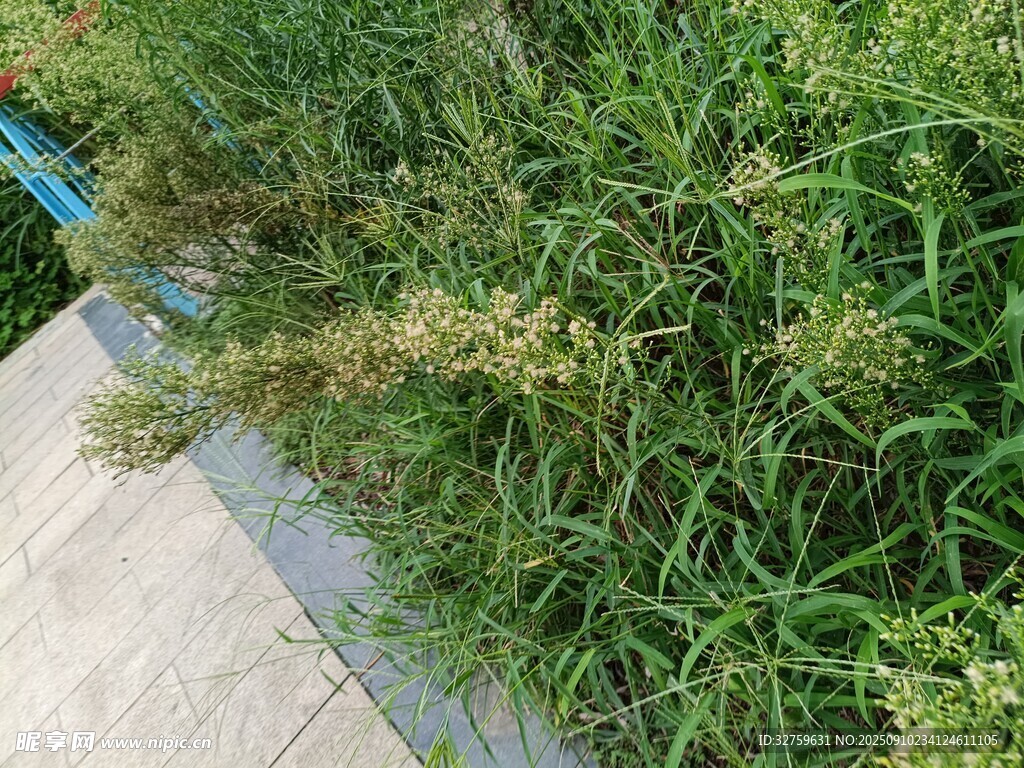 路邊茂盛的綠色草叢