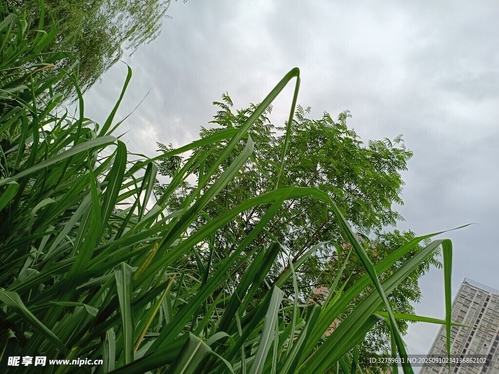 綠意盎然的植物景觀