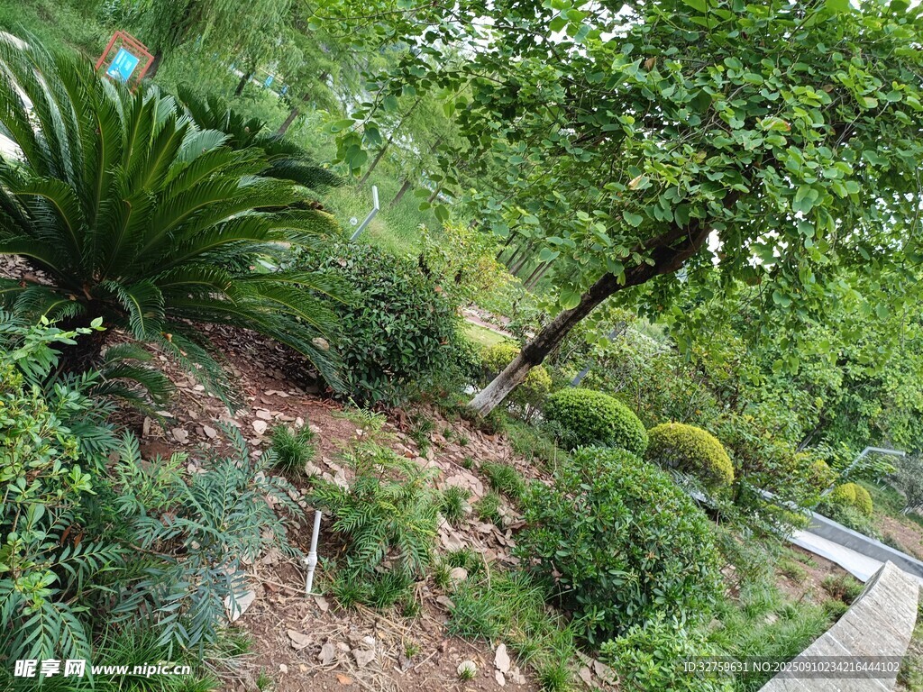 綠意盎然的花園景觀