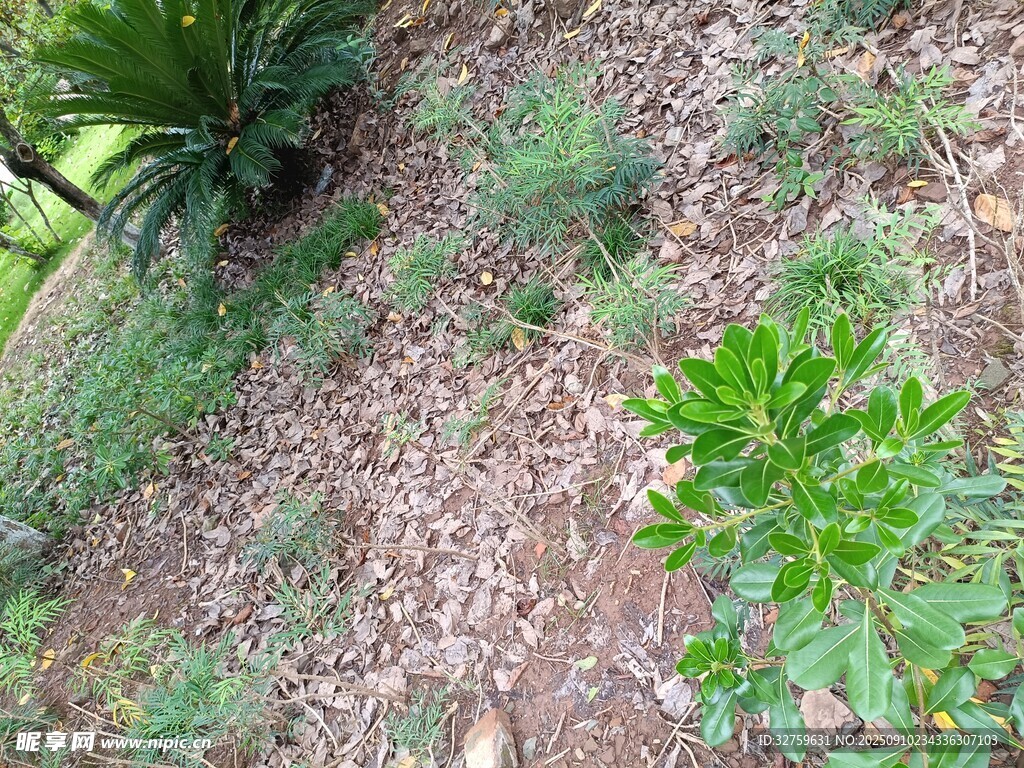 地面綠植與散落枯葉景象