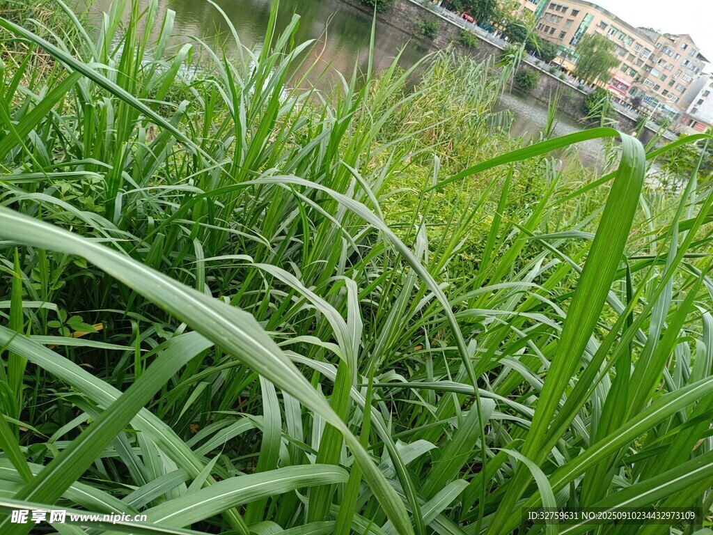 翠綠蓬勃的田間青草