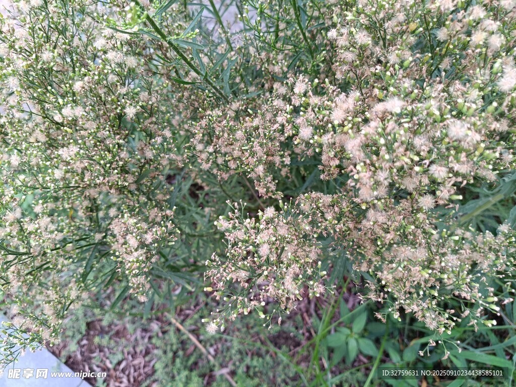 白色小花植物特寫