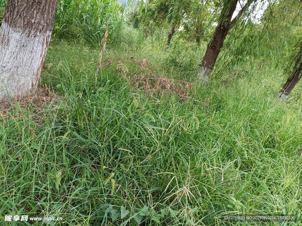 林間草地綠意盎然
