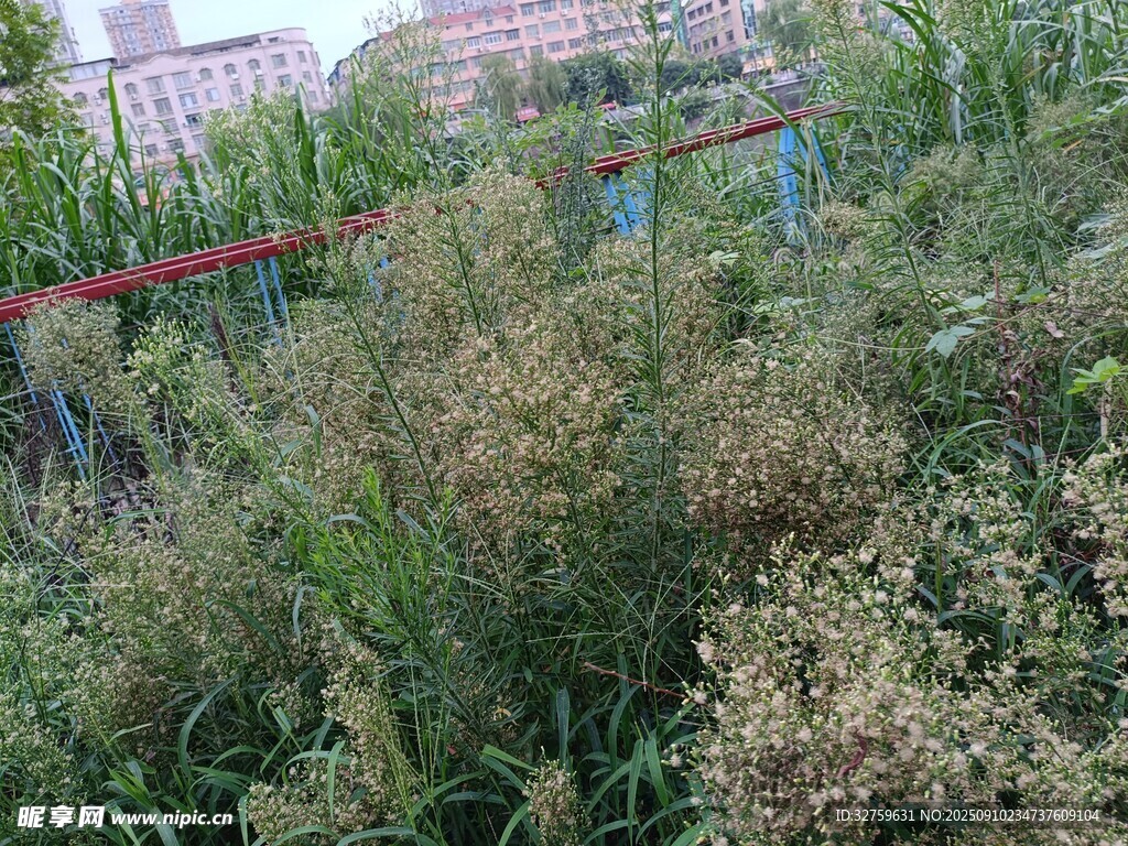 戶外繁茂綠植景觀
