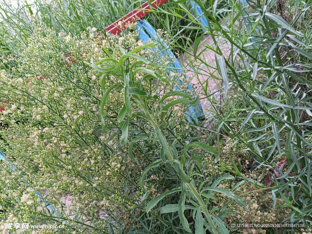 綠植環(huán)繞中的彩色物件