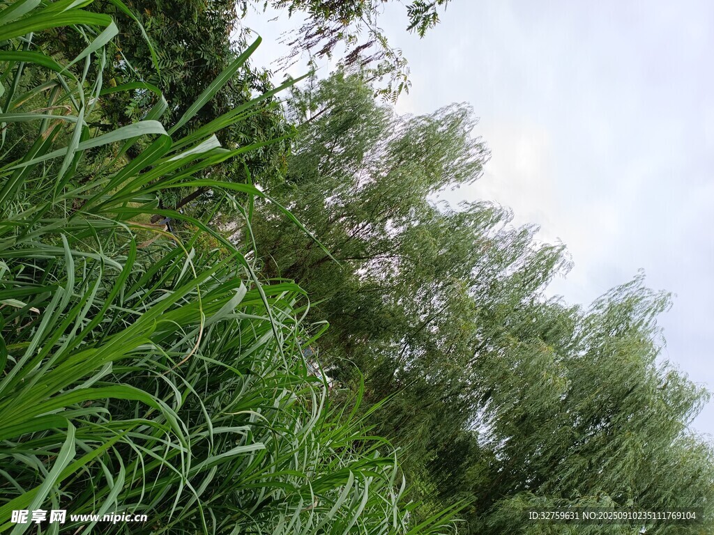 野外蔥郁綠植景觀
