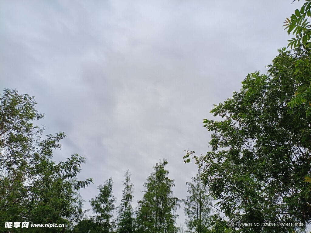 林間天空 