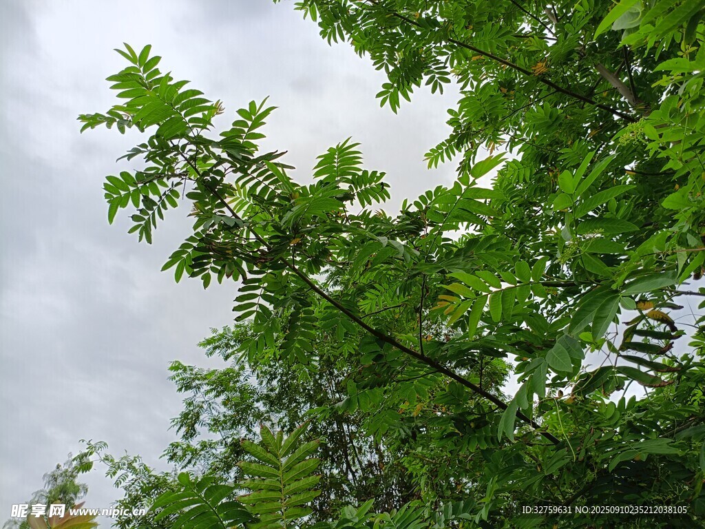 綠葉繁茂的樹梢