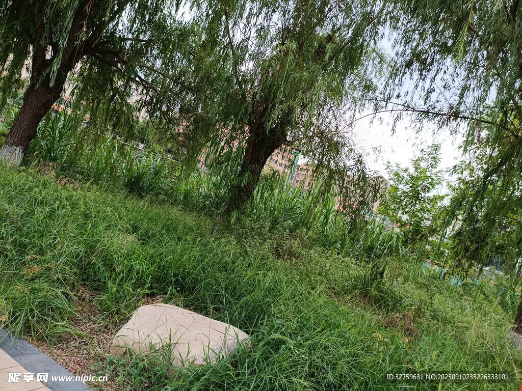 綠意盎然的戶外自然景致