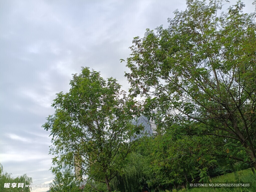 綠意盎然的樹林天空景象