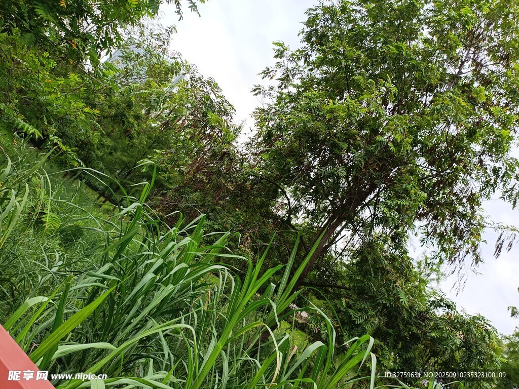 綠意盎然的自然植物景觀