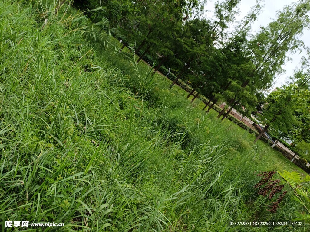 野外茂盛的綠色草地景觀