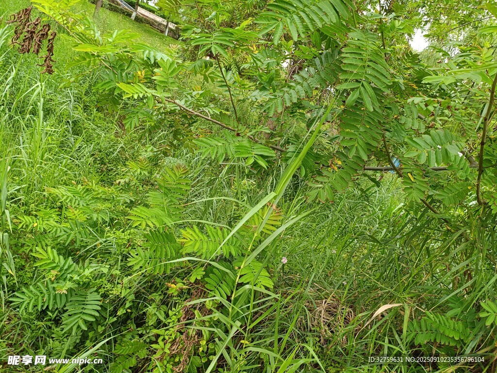 繁茂的綠色蕨類植物景觀