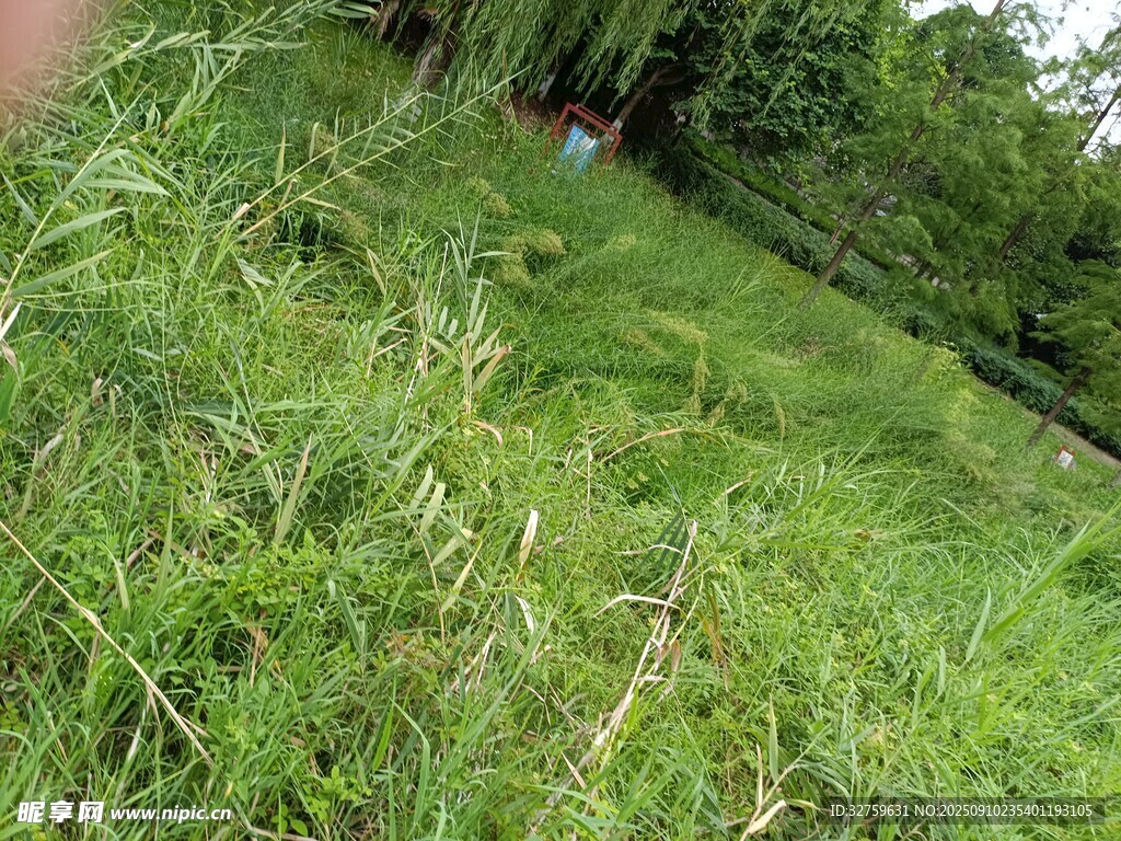 翠綠草地
