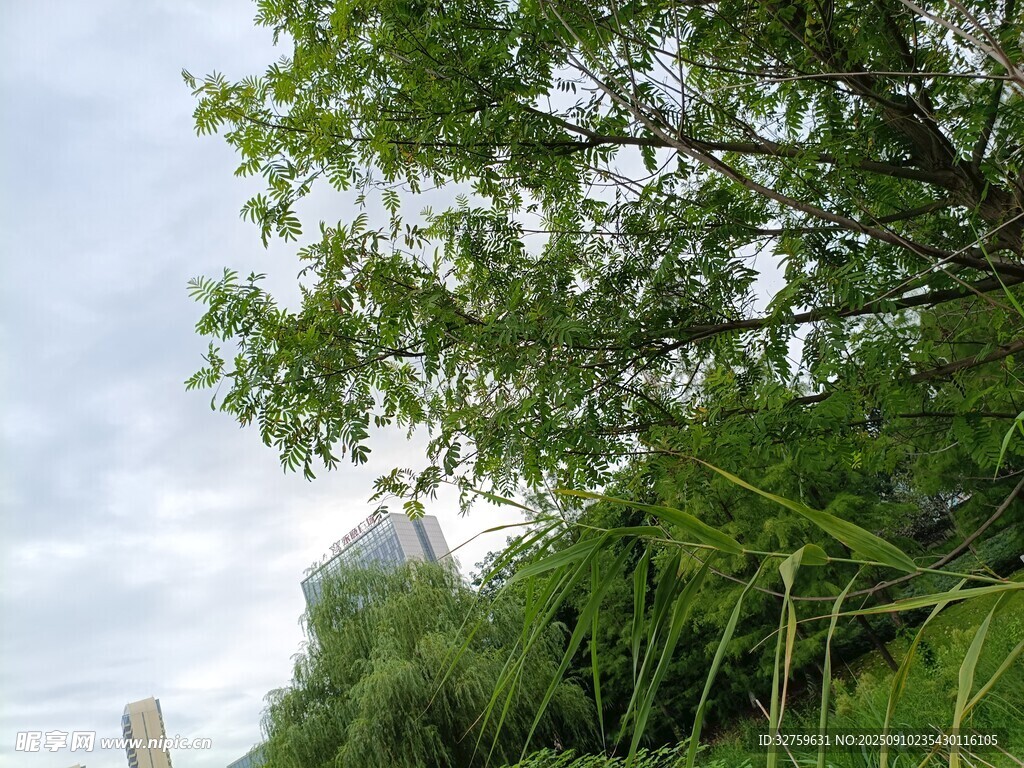 綠樹成蔭的自然景致